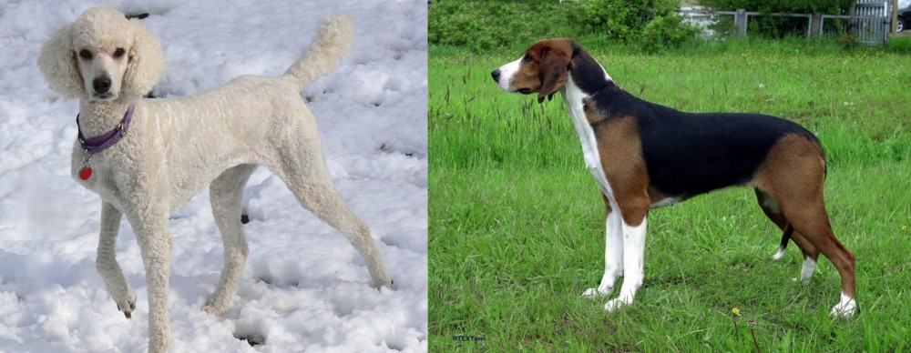 Finnish Hound vs Poodle - Breed Comparison