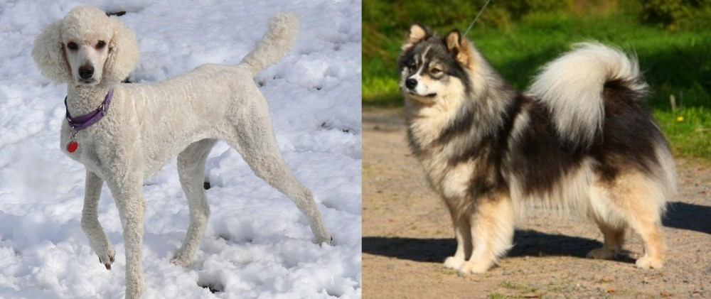 Finnish Lapphund vs Poodle - Breed Comparison