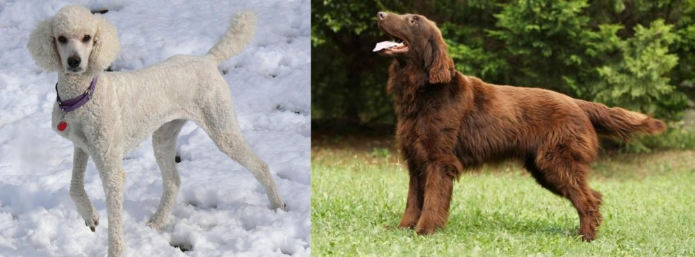 Flat-Coated Retriever vs Poodle - Breed Comparison