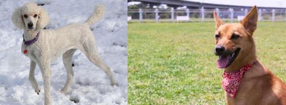Formosan Mountain Dog vs Poodle - Breed Comparison