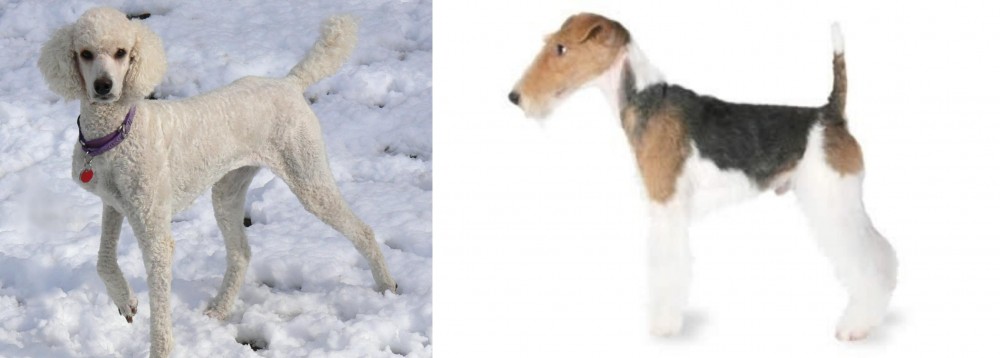 Fox Terrier vs Poodle - Breed Comparison