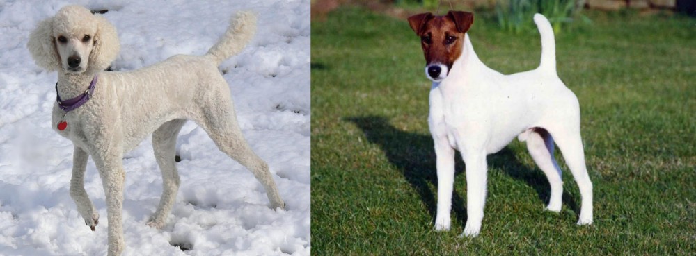 Fox Terrier (Smooth) vs Poodle - Breed Comparison