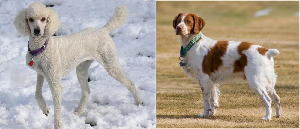 French Brittany vs Poodle - Breed Comparison