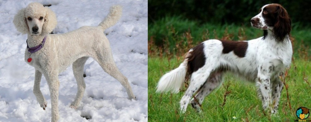 French Spaniel vs Poodle - Breed Comparison