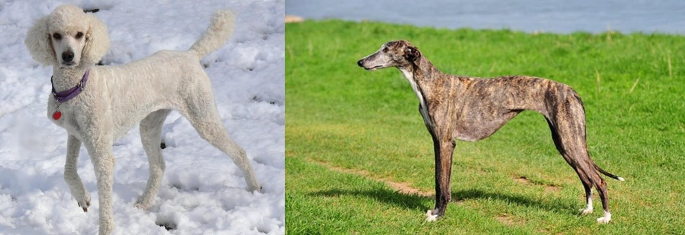Galgo Espanol vs Poodle - Breed Comparison