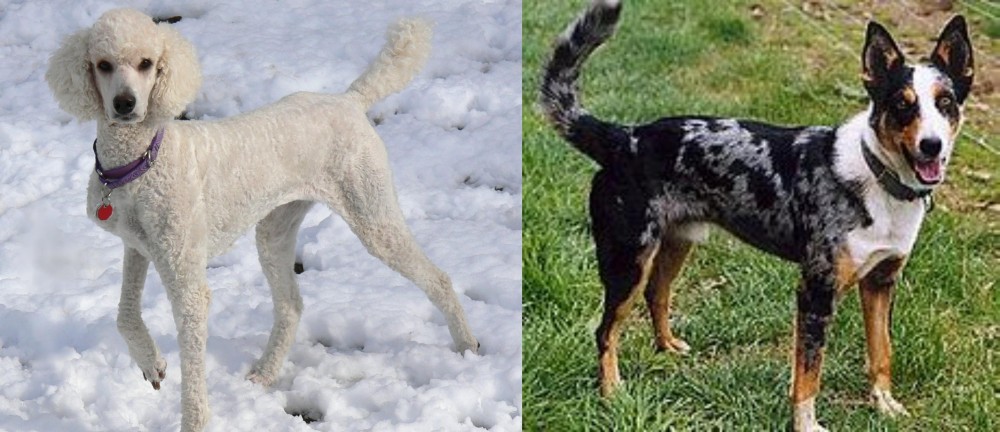 German Coolie vs Poodle - Breed Comparison