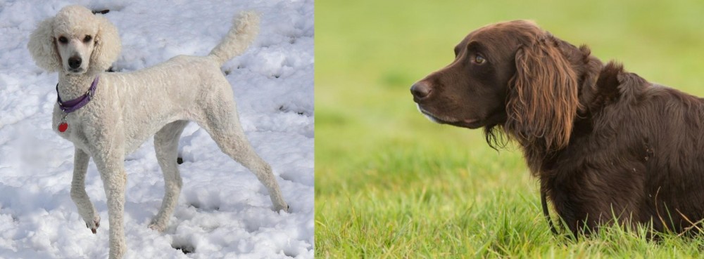 German Longhaired Pointer vs Poodle - Breed Comparison