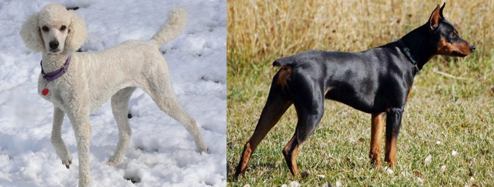 German Pinscher vs Poodle - Breed Comparison