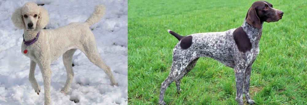 German Shorthaired Pointer vs Poodle - Breed Comparison