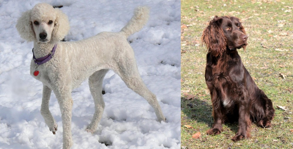 German Spaniel vs Poodle - Breed Comparison