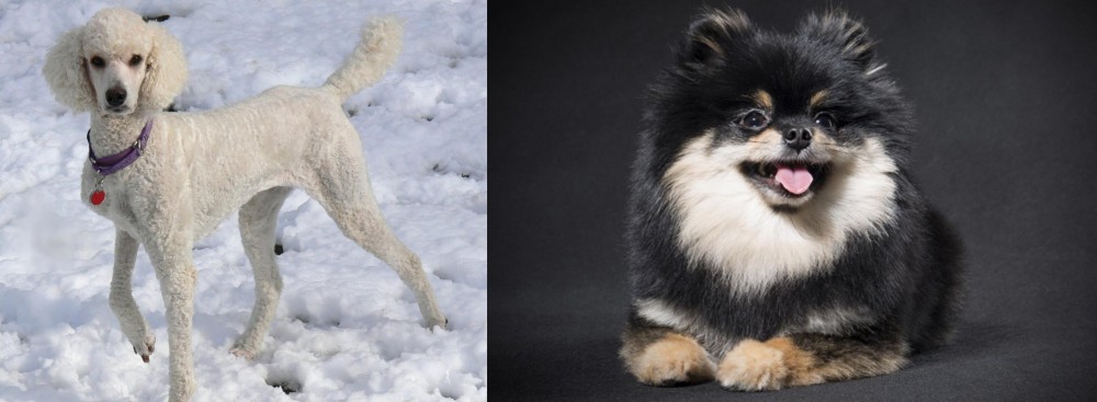 German Spitz (Klein) vs Poodle - Breed Comparison