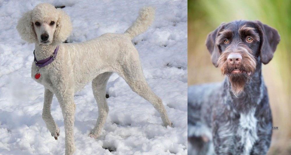 German Wirehaired Pointer vs Poodle - Breed Comparison