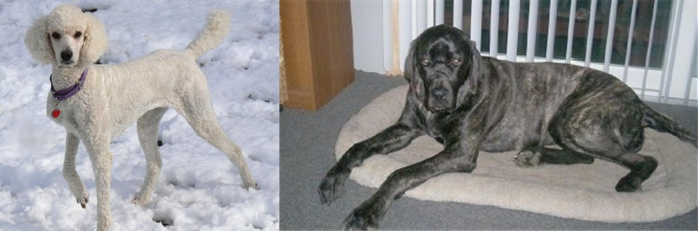 Giant Maso Mastiff vs Poodle - Breed Comparison