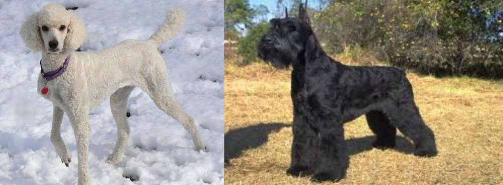 Giant Schnauzer vs Poodle - Breed Comparison