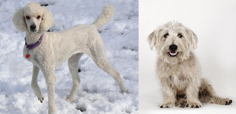 Glen of Imaal Terrier vs Poodle - Breed Comparison