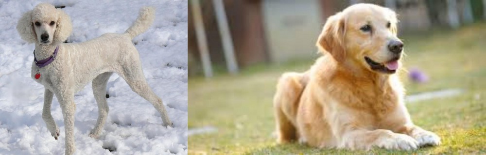 Goldador vs Poodle - Breed Comparison