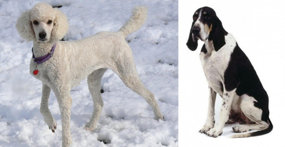 Grand Anglo-Francais Blanc et Noir vs Poodle - Breed Comparison
