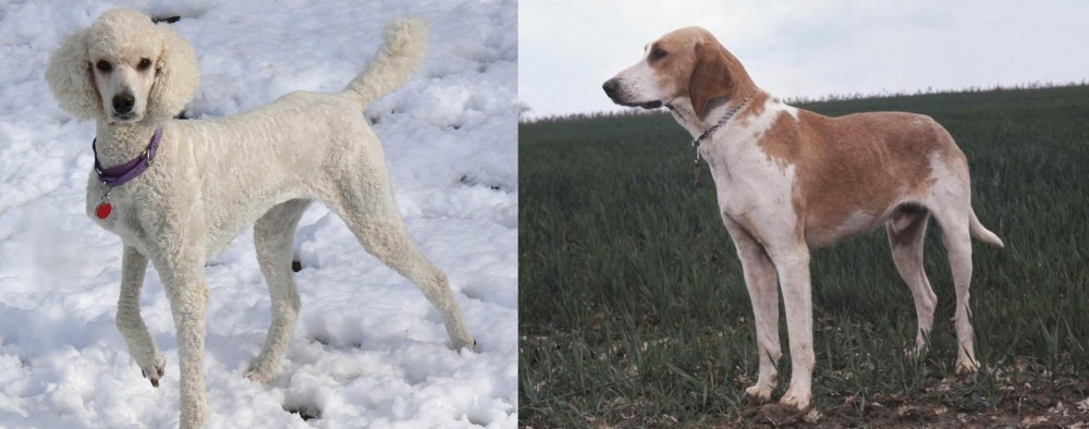 Grand Anglo-Francais Blanc et Orange vs Poodle - Breed Comparison