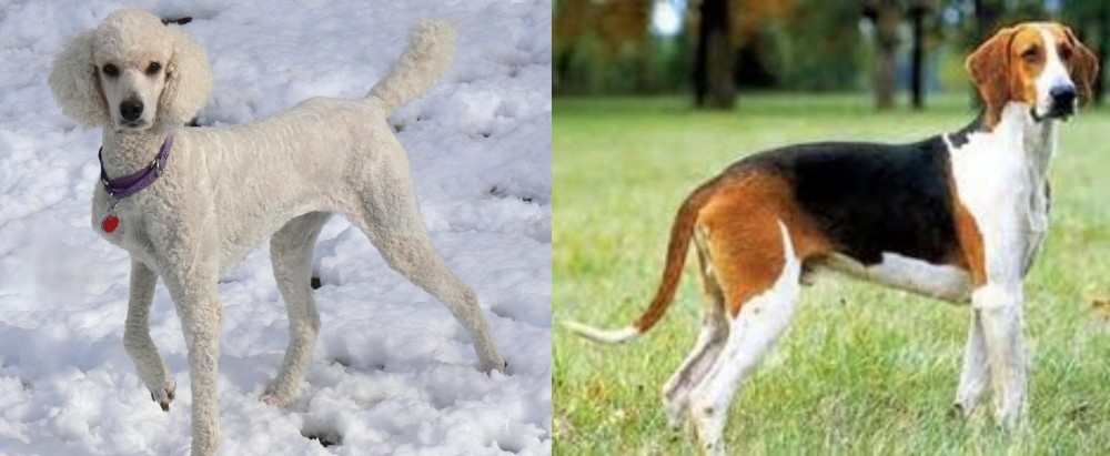 Grand Anglo-Francais Tricolore vs Poodle - Breed Comparison