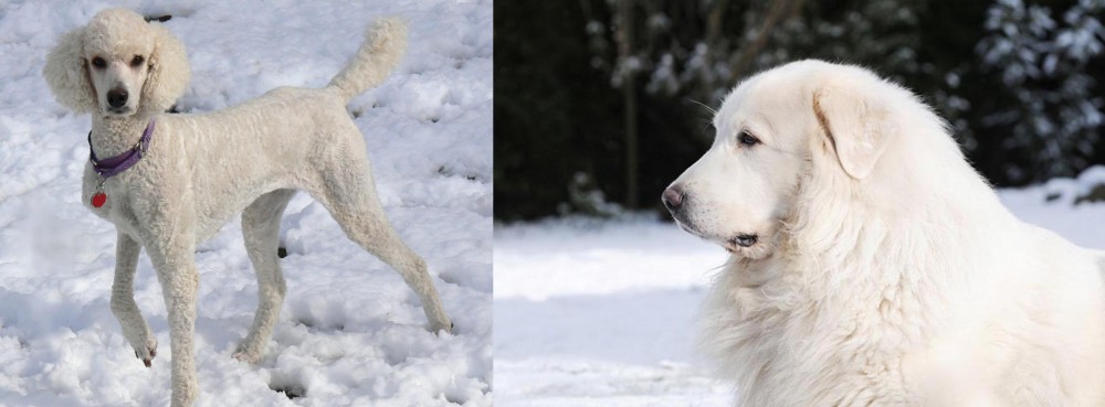 Great Pyrenees vs Poodle - Breed Comparison