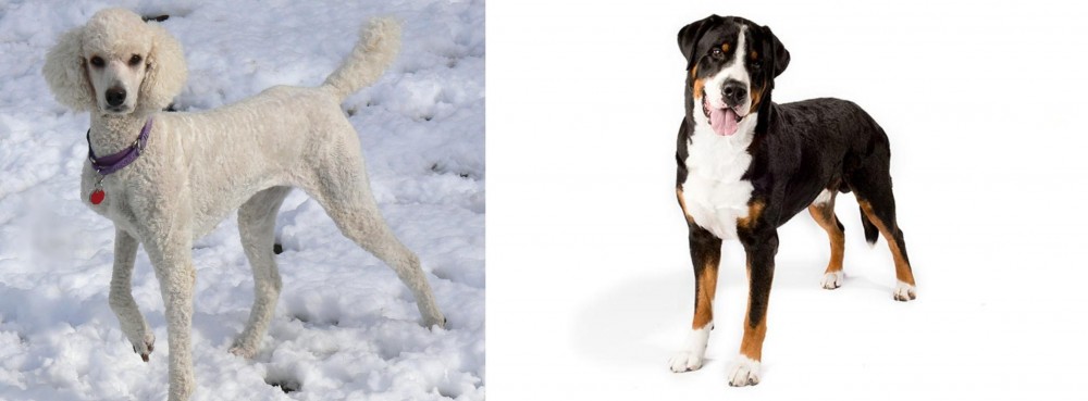 Greater Swiss Mountain Dog vs Poodle - Breed Comparison