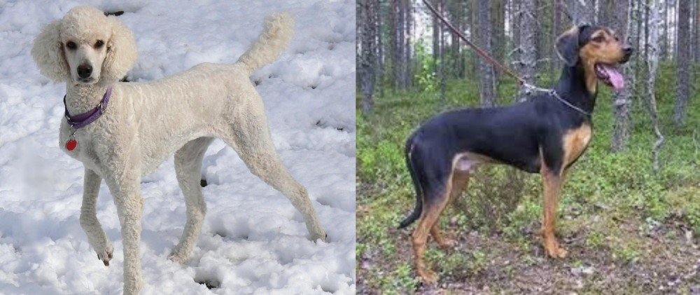 Greek Harehound vs Poodle - Breed Comparison