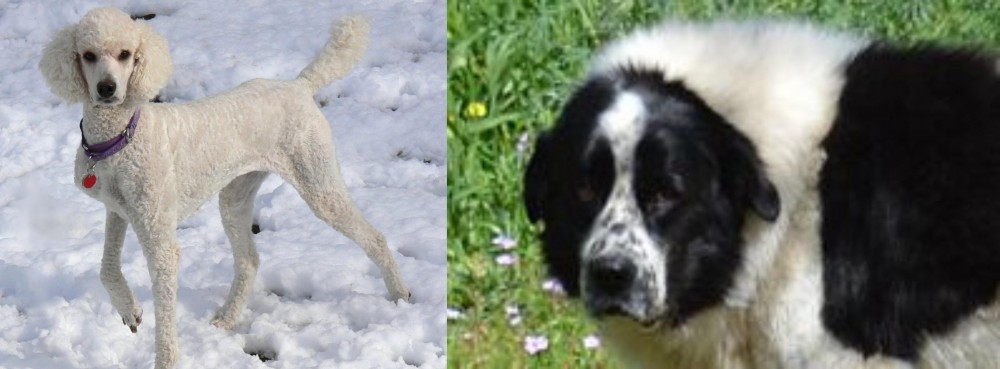 Greek Sheepdog vs Poodle - Breed Comparison