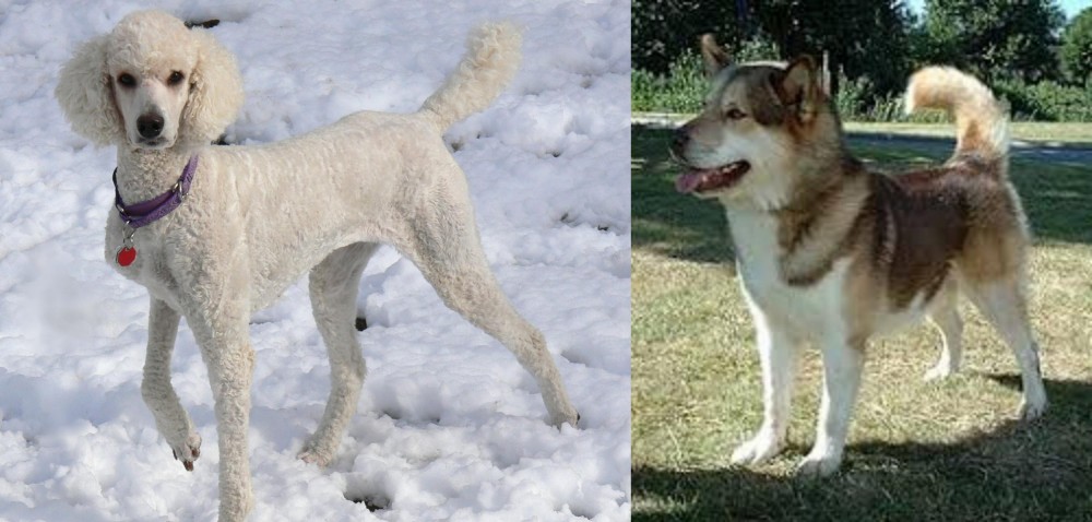 Greenland Dog vs Poodle - Breed Comparison