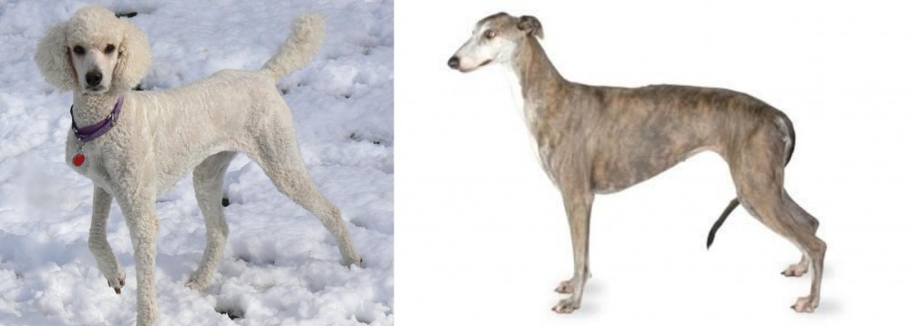 Greyhound vs Poodle - Breed Comparison