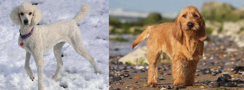 Griffon Fauve de Bretagne vs Poodle - Breed Comparison