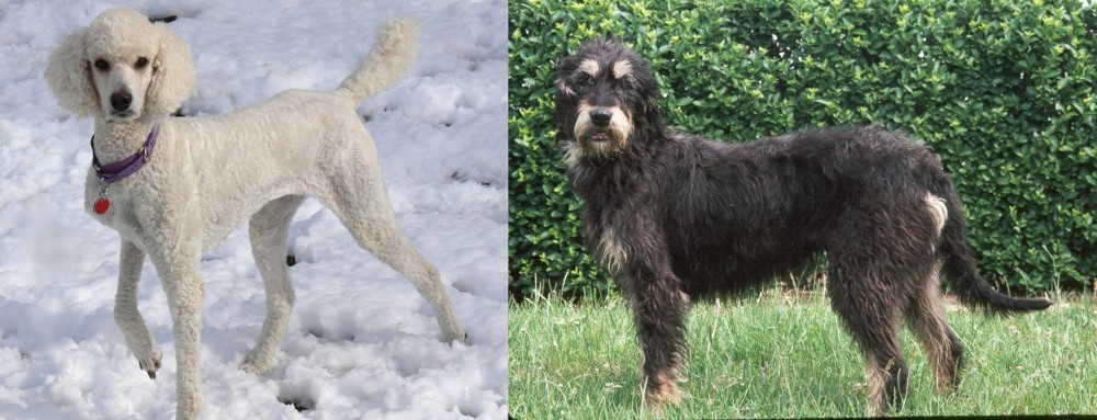 Griffon Nivernais vs Poodle - Breed Comparison