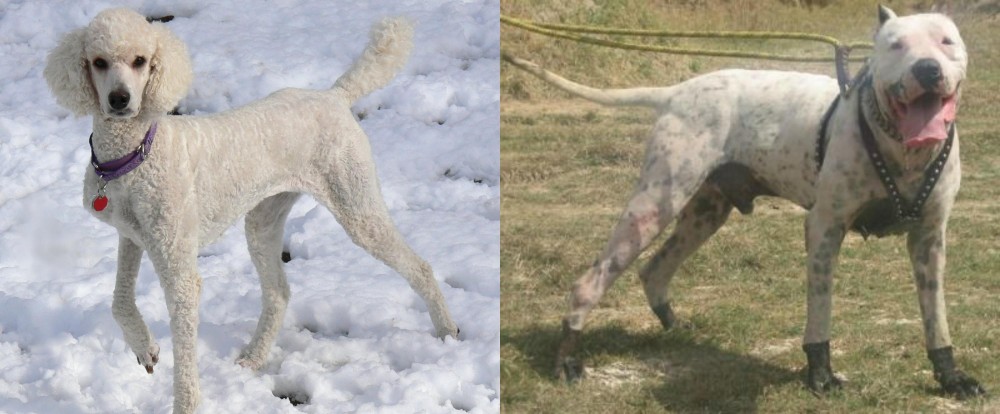 Gull Dong vs Poodle - Breed Comparison