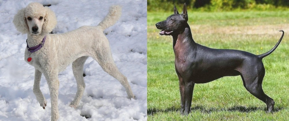Hairless Khala vs Poodle - Breed Comparison
