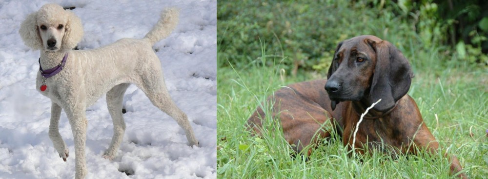 Hanover Hound vs Poodle - Breed Comparison
