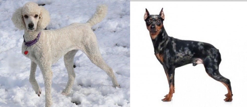 Harlequin Pinscher vs Poodle - Breed Comparison