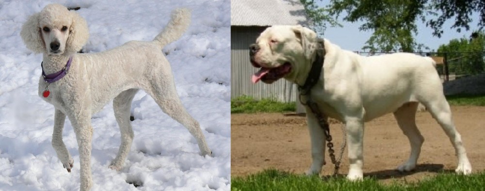 Hermes Bulldogge vs Poodle - Breed Comparison