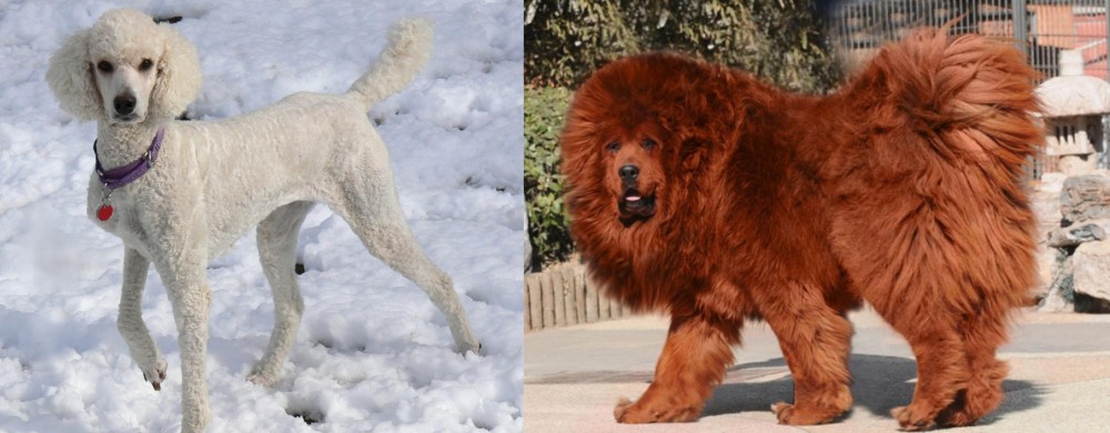 Himalayan Mastiff vs Poodle - Breed Comparison
