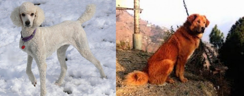 Himalayan Sheepdog vs Poodle - Breed Comparison