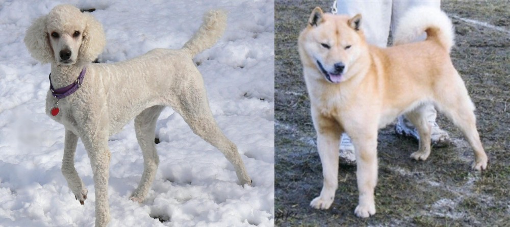 Hokkaido vs Poodle - Breed Comparison