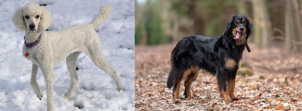 Hovawart vs Poodle - Breed Comparison