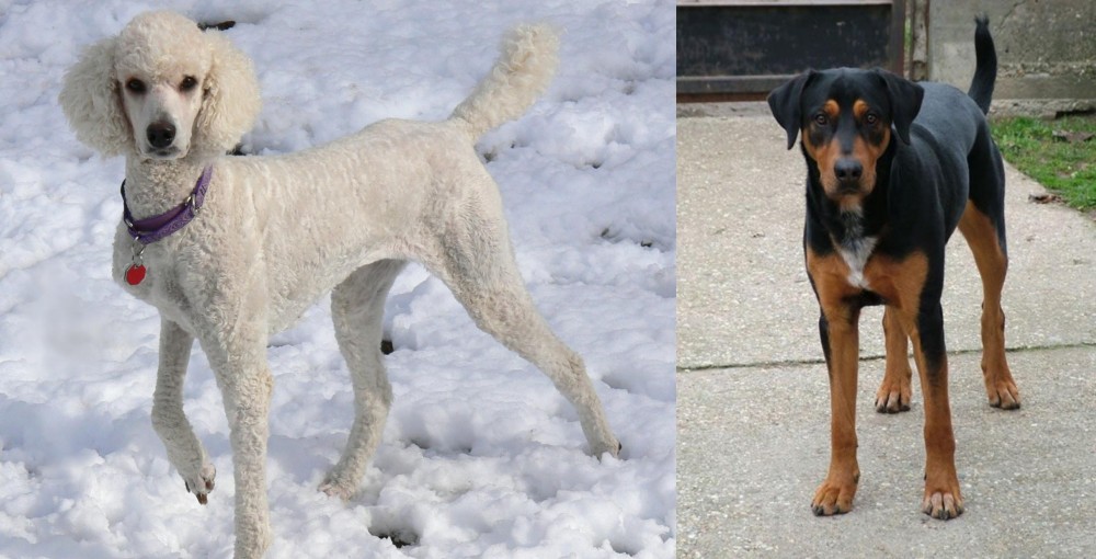 Hungarian Hound vs Poodle - Breed Comparison