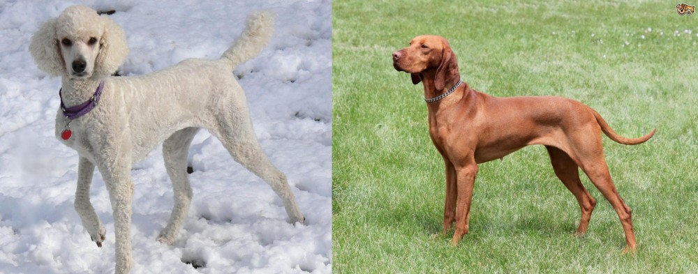 Hungarian Vizsla vs Poodle - Breed Comparison