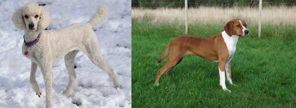 Hygenhund vs Poodle - Breed Comparison