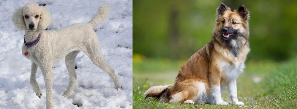 Icelandic Sheepdog vs Poodle - Breed Comparison