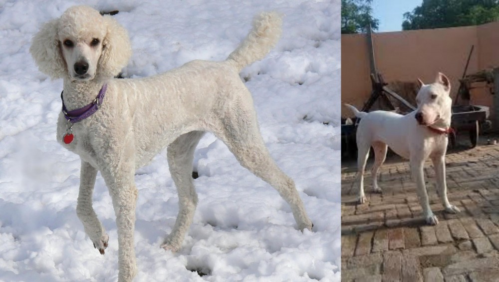 Indian Bull Terrier vs Poodle - Breed Comparison