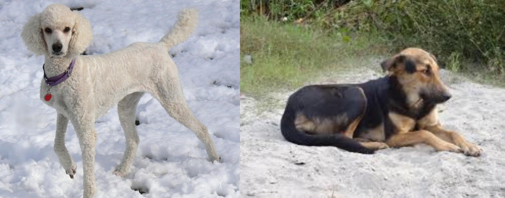 Indian Pariah Dog vs Poodle - Breed Comparison