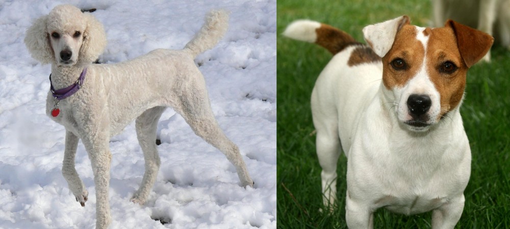 Irish Jack Russell vs Poodle - Breed Comparison