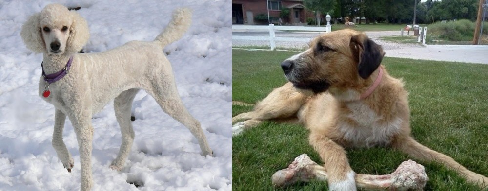 Irish Mastiff Hound vs Poodle - Breed Comparison