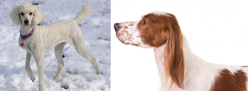 Irish Red and White Setter vs Poodle - Breed Comparison