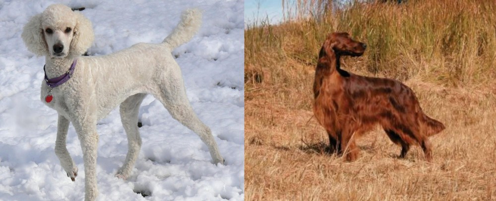 Irish Setter vs Poodle - Breed Comparison